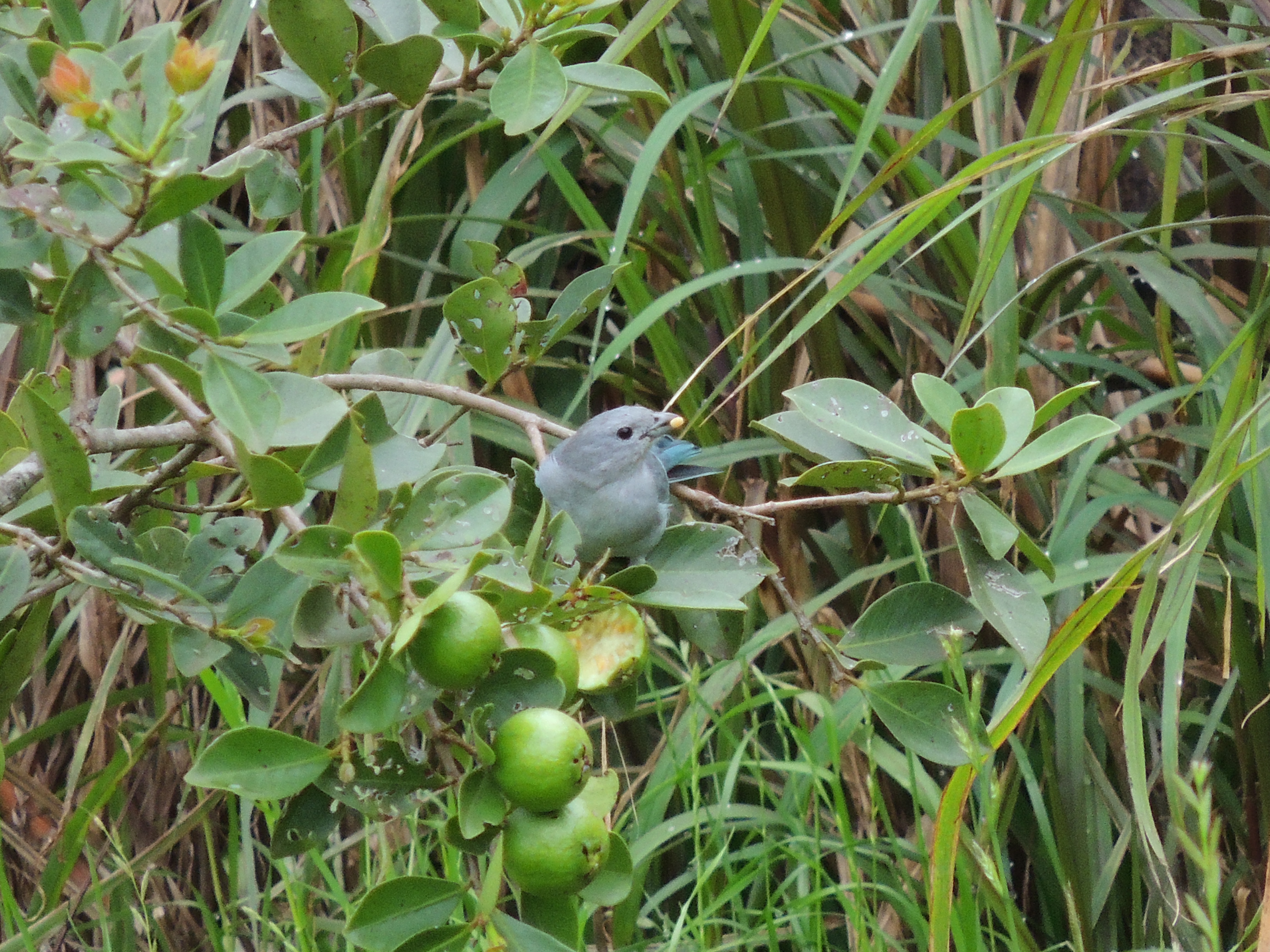 3 - Saíra se alimentando de fruto de araçá no Quintal Orgânico de Luís Rocha, assentado de Santana do Livramento - RS.JPG